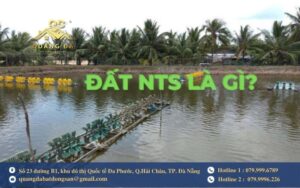Đất nts là đất gì?